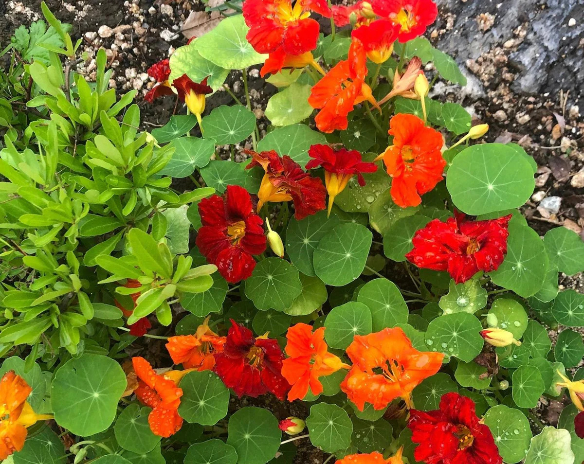 Gleam Mix Nasturtium